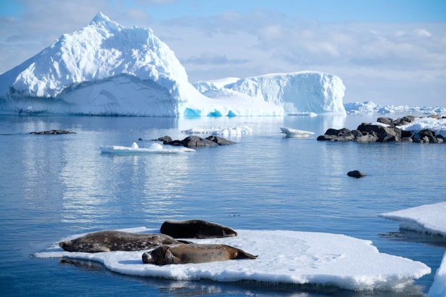 Co-workers in Antarctica come in all shapes and sizes. Crabeater seals on ice-floes. Steve Gibbs.