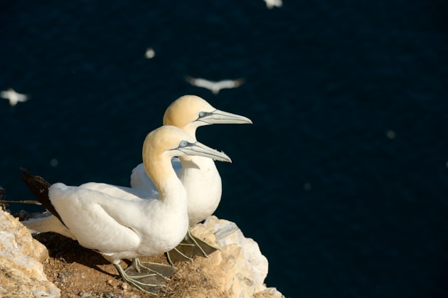 Gannets at Troup Head on the Buchan coast ©Lorne Gill/NatureScot