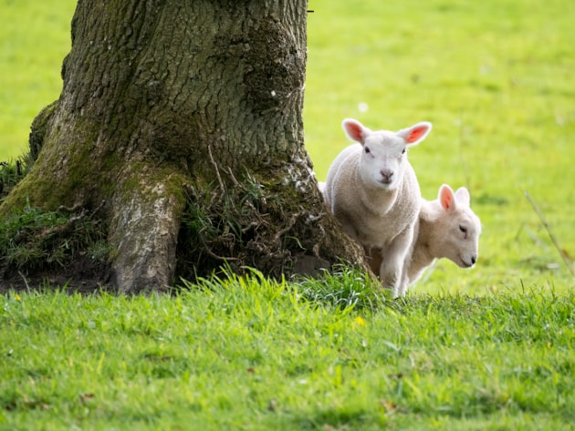 New agreement to help nature recover with secure, climate-resilient farming in Scotland: Lambs on Ardmore Point, Firth of Clyde - Copyright Rhiannon Law-NatureScot