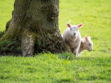 Lambs on Ardmore Point, Firth of Clyde - Copyright Rhiannon Law-NatureScot: Lambs on Ardmore Point, Firth of Clyde - Copyright Rhiannon Law-NatureScot