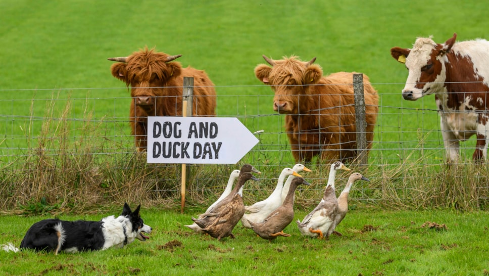 Dog&DuckDay9