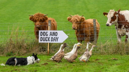 Dog&DuckDay9