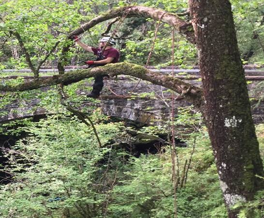 Previous tree survey at Inveruglas beside the A82