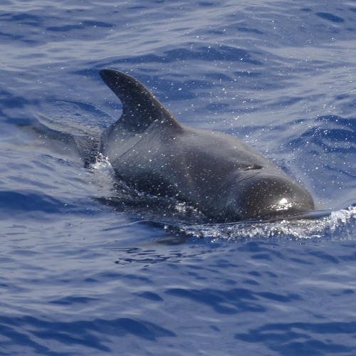 Short-finned pilot whale