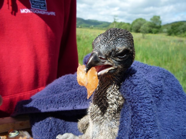 Osprey chicks: An osprey chick is fed by hand by the Dyfi Osprey Project