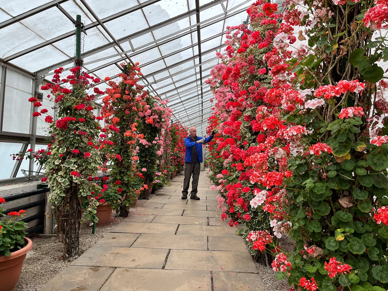 Temple Newsam hothouse: Volunteer gardener Steve Ball tends to the stunning Zonal Pelargoniums which have burst into life in the hothouse at Temple Newsam's Walled Garden.