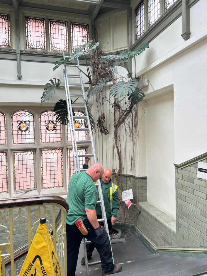 Audrey at Tropical World: The huge monstera, popularly known as a cheese plant, has been a resident in a stairwell at Leeds General Infirmary’s medical school since the 1970s, where staff affectionately named her Audrey.