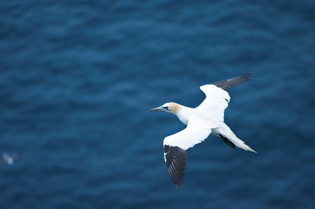 Celebrating success at Shetland’s National Nature Reserves: Flying gannet at Hermaness NNR ©Lorne Gill/NatureScot