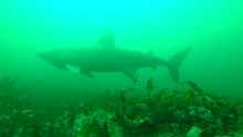 SharkCam basking shark project screenshot 3 ©WHOI
