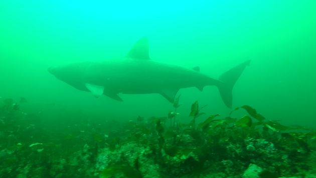 Fresh insight into secret lives of basking sharks: SharkCam basking shark project screenshot 3 ©WHOI