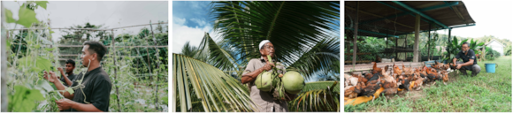  Along at his vegetable farm, Yusup harvesting pandan coconuts, and Mahyudi at his chicken farm