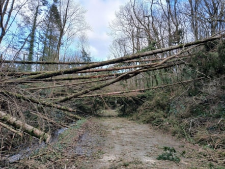 Storm Darragh trees down - Coed Storm Darragh i lawr