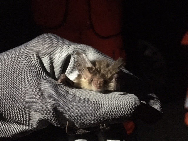 A Bat being recorded by Network Rail's ecological experts for East West Rail