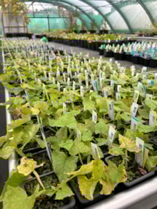 Nursery collections 2