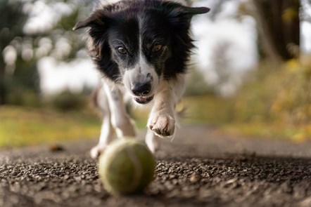 dog playing with ball