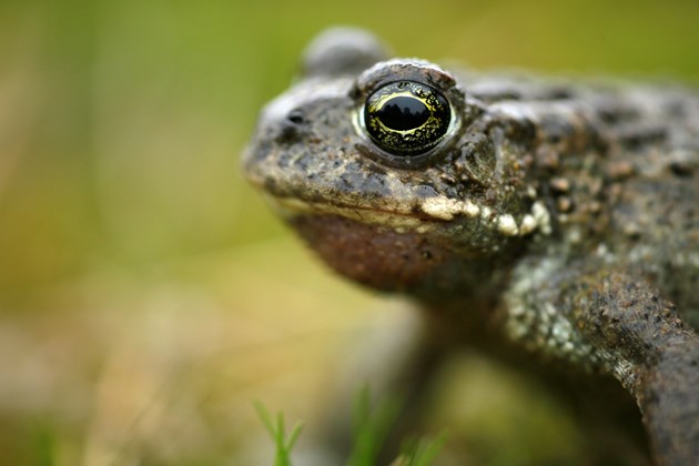 New multi-species conservation programme arrives on the Solway Coast: Species on the Edge - Natterjack Toad - credit Andy Hay
