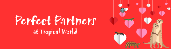 Perfect Partners at Tropical World-2