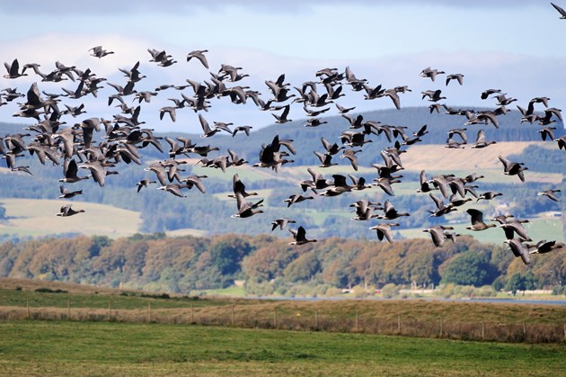 Pink-footed geese at Loch Leven NNR - Picture 2. Copyright Lorne Gill-NatureScot
