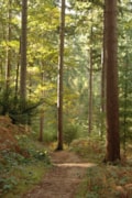 Douglas Fir - credit Forest Research: Douglas Fir - credit Forest Research