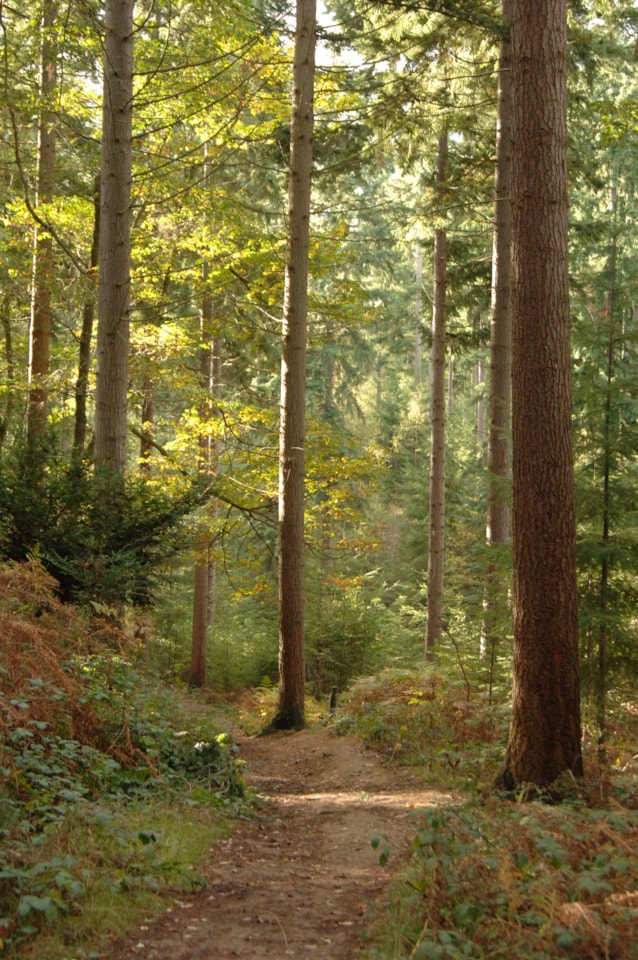 Douglas Fir - credit Forest Research