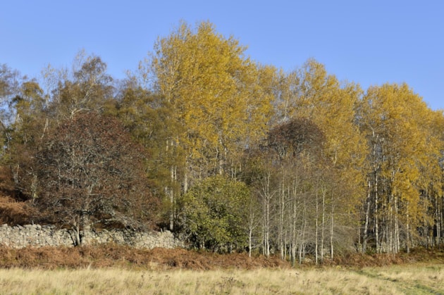 Aspen at Muir of Dinnet NNR ©Lorne Gill/NatureScot.: Aspen trees in autumn colour at Muir of Dinnet National Nature Reserve. ©Lorne Gill/NatureScot.