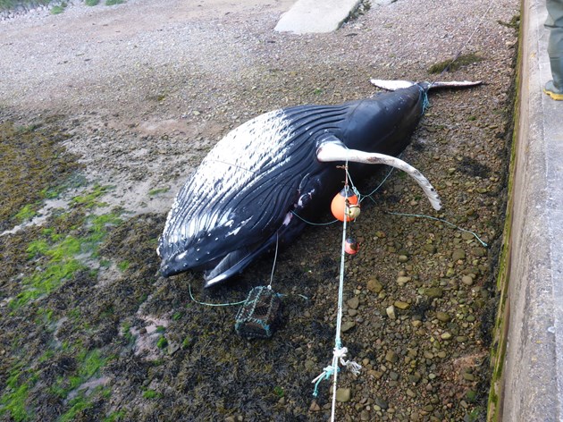 Ground-breaking Scottish project to reduce marine animal entanglement in creel fishing gear: Stranded humpback whale entangled in creel fishing gear - Credit Scottish Marine Anaimal Stranding Scheme (SMASS)