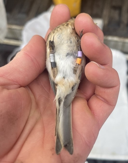 Ringed twite (c) RSPB Shetland