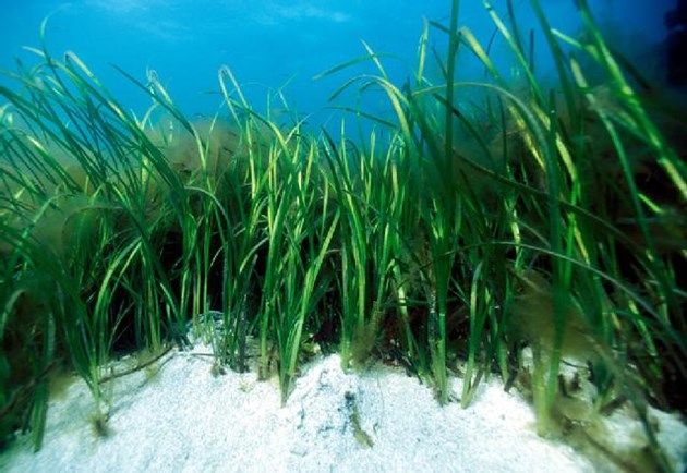 Green fund distributes £3m to enhance Scotland’s coasts and seas: SMEEF - Seagrass - credit NatureScot-Paul Kay