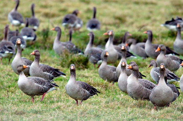 Sale of goose meat from Orkney extended: Greylag geese. ©Lorne Gill - SNH