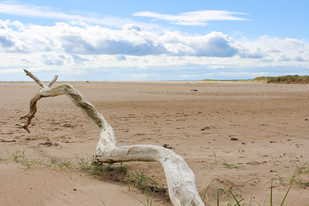 Call for poetry inspired by Tentsmuir nature reserve: Tentsmuir NNR - credit SNH