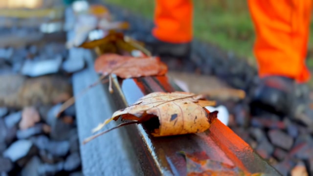 Close up shot of leaf placed on line during autumn test 2022: Close up shot of leaf placed on line during autumn test 2022