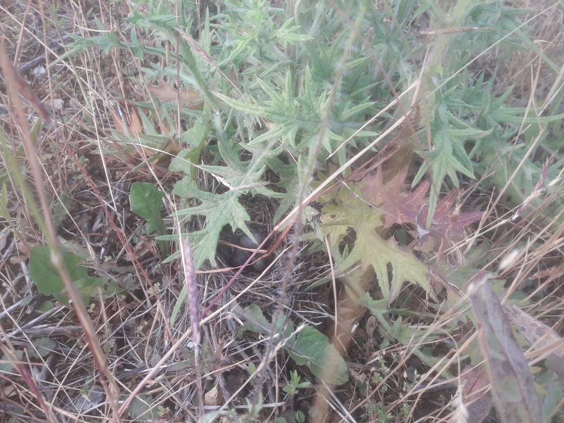 Well camouflaged Skylark nest found with camera under thistle