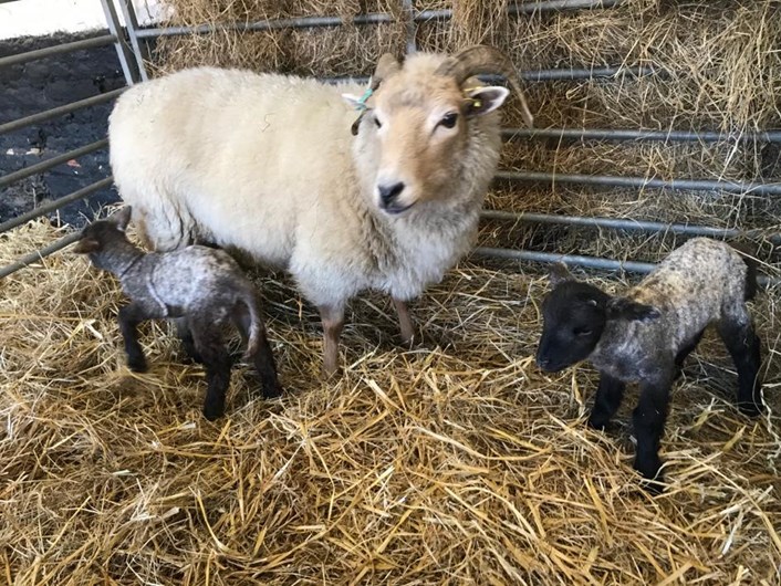 Home Farm's new arrivals: Home Farm at Temple Newsam has welcomed some new arrivals while the site is closed to the public.