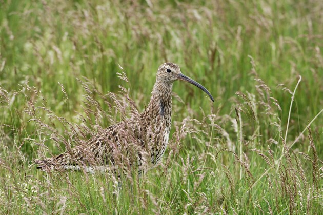 Curlew. Copyright: Lorne Gill/NatureScot