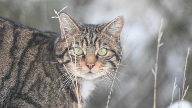 Wildcats thriving in Scotland by 2045: 26-11