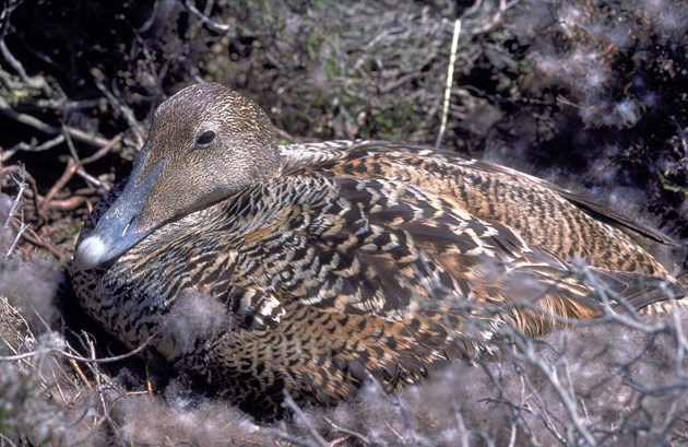 Eider duck ©Lorne Gill/NatureScot