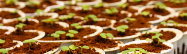 Pumpkin and Wildflower Sowing at Temple Newsam: Pumpkin and Wildflower Sowing at Temple Newsam