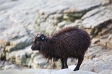 Wool you support us?: Wool you support us?