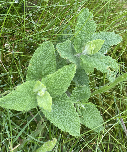 wood sage (c) Caitlin McLeod