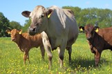 Farm payments consultation: Agriculture-farming-livestock-calf
