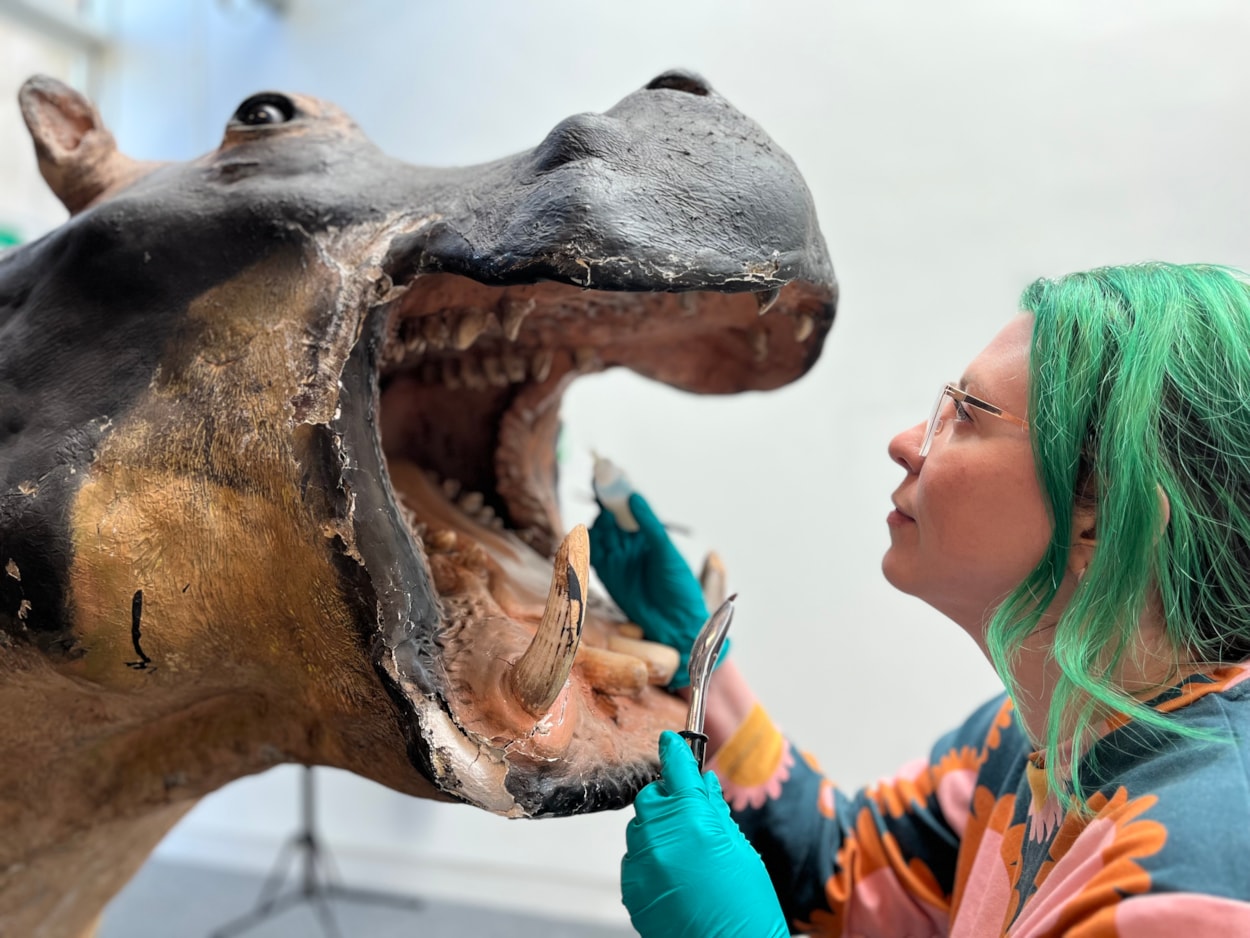 Hippo conservation: Lucie Mascord, a specialist conservation officer at Lancashire County Council's Conservation Studios made the trip to Leeds to carry out the work on Billie, the 99 year-old hippo at Leeds Discovery Centre.