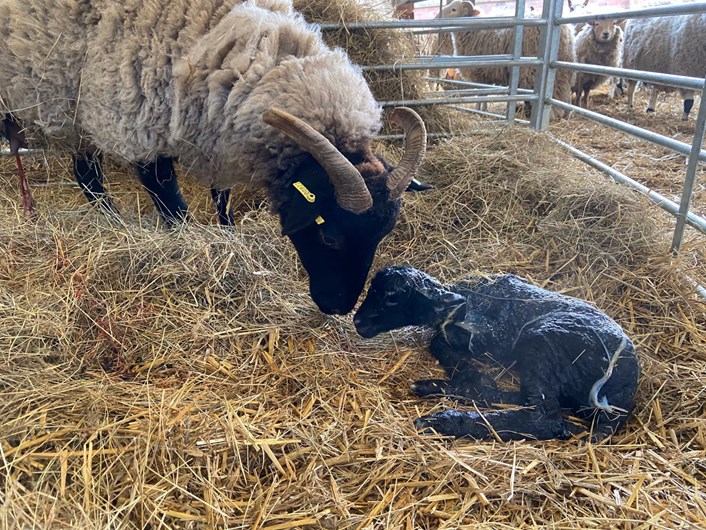 Home Farm's new arrivals: Home Farm at Temple Newsam has welcomed some new arrivals while the site is closed to the public.