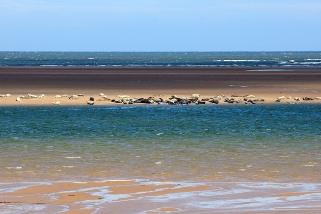 Tentsmuir nature reserve In Tune With Nature winner announced: Tentsmuir National Nature Reserve  (1)