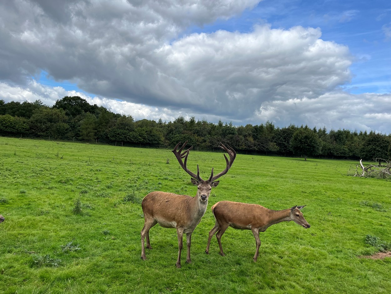 Deer park tours at Lotherton: Lotherton has been home to red deer since the 1980s, and today an estimated 45-strong herd, led by an impressive stag affectionately known as Teddy, lives in Lotherton’s specially maintained deer park.

Over the school summer holidays, visitors can join a brand new programme of tractor trailer tours, with staff taking them out into the park and amongst the herd as they learn more about the magnificent animals and their habitat.