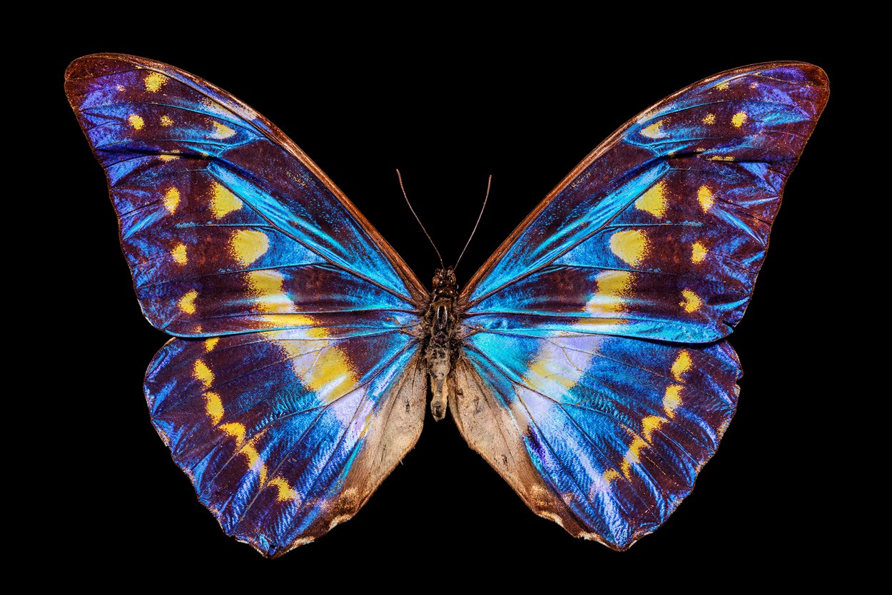 Dead Inspiring display: Image of a blue morpho butterfly, one of the largest butterflies in the world.  ©Ed Hall and Leeds Museums and Galleries