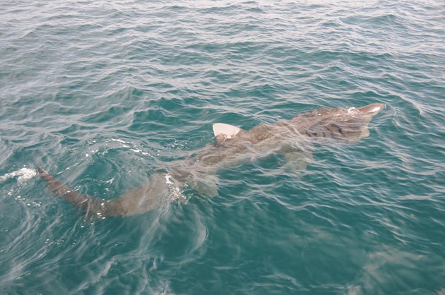 Basking shark near surface (c)SNH: Basking shark near surface (c)SNH