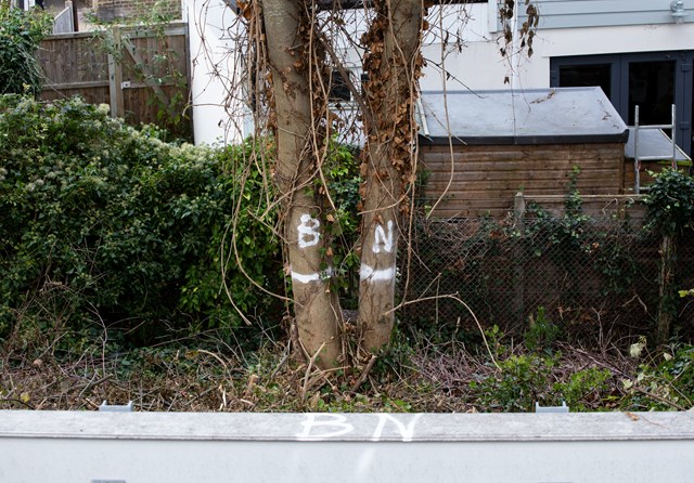 birds nesting - don't cut down! Whitstable