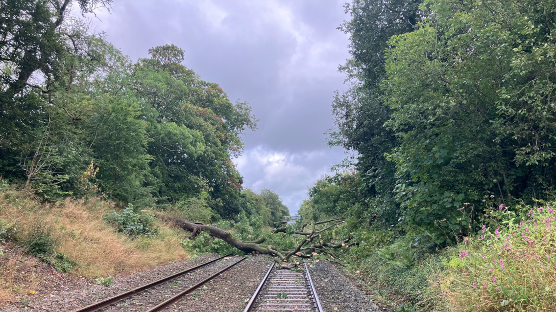A fallen down tree on the tracks in the North West