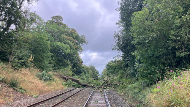 A fallen down tree on the tracks in the North West