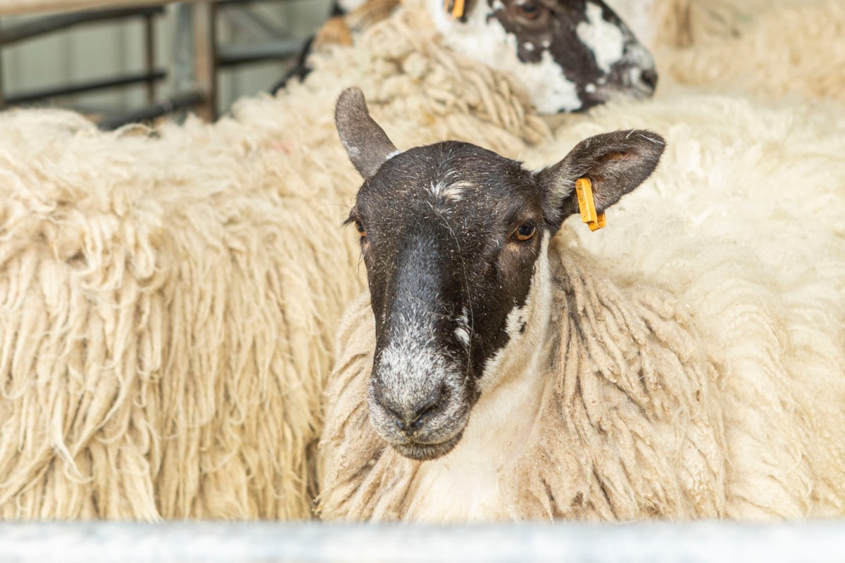 Woolly Weekend at the National Museum of Rural Life.  Photo © Claudia Scandella (10)